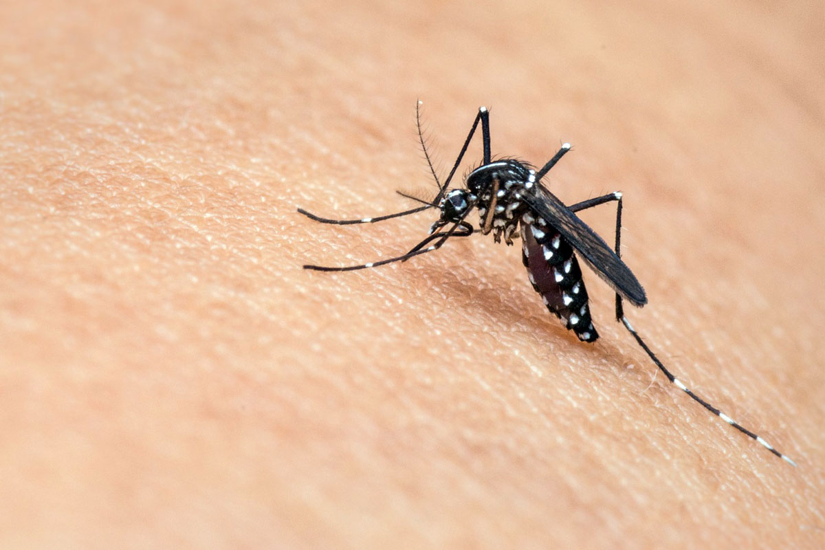 misure di prevenzione in seguito alla segnalazione di un caso di infezione da west nile virus (WNV)